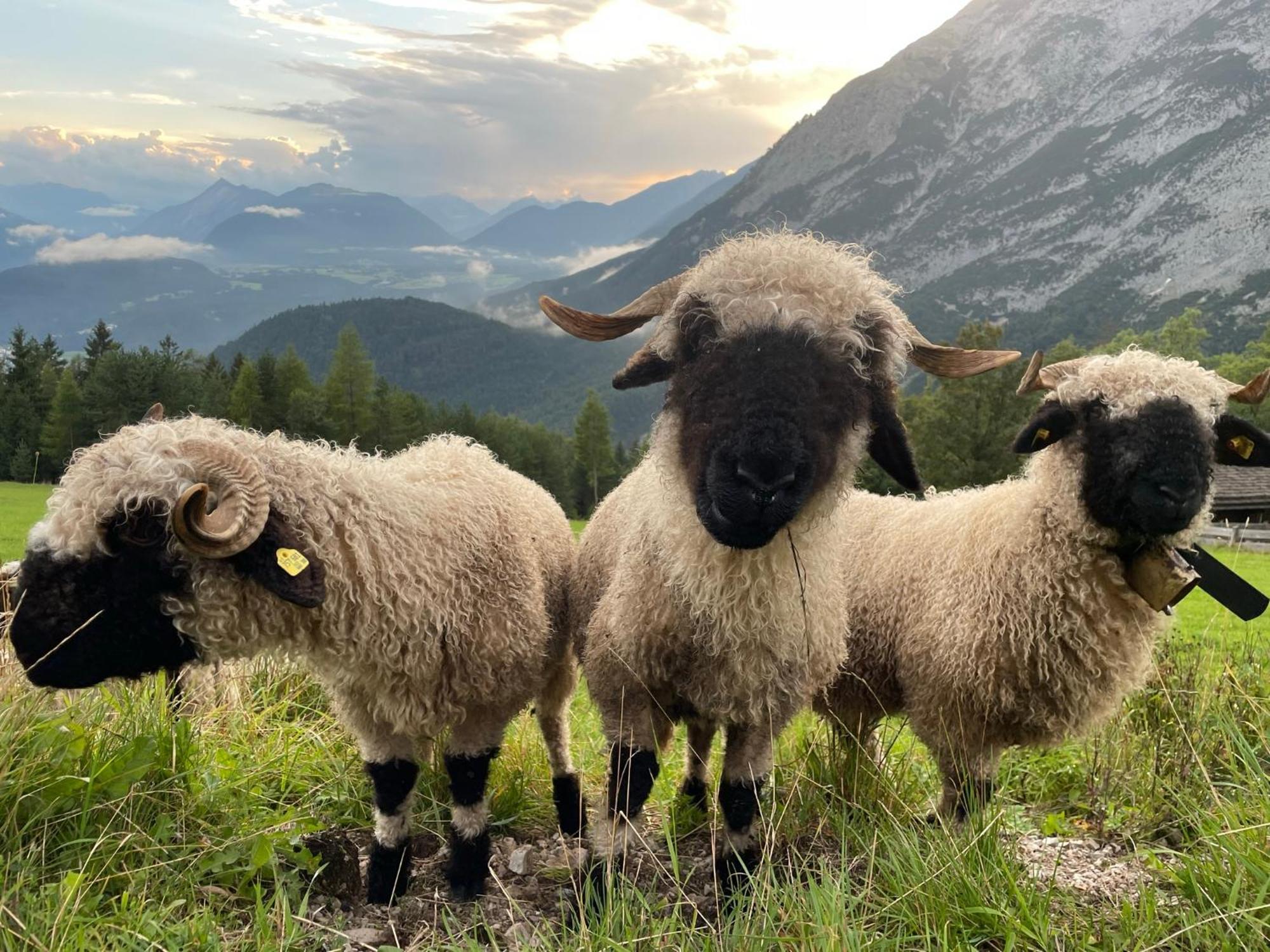 Antoni Apartements Seefeld in Tirol Eksteriør bilde